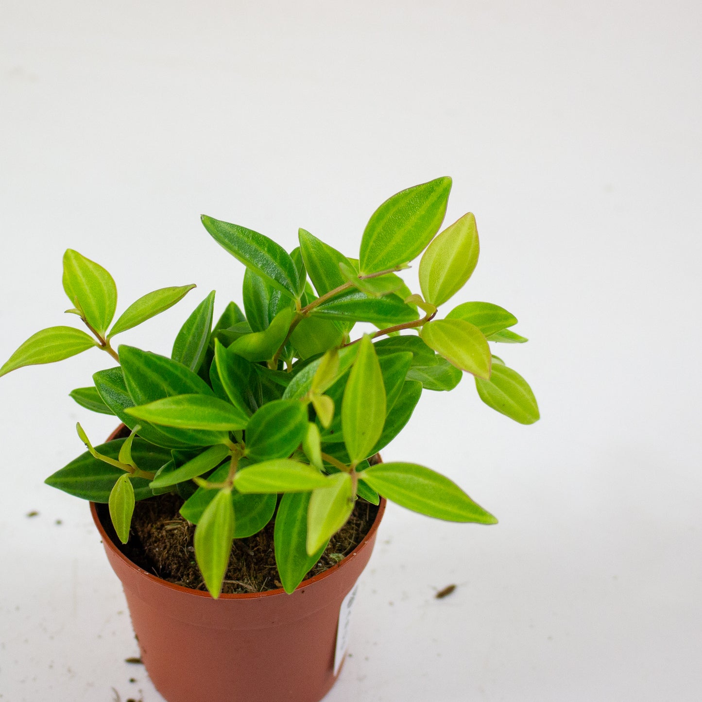 Peperomia angulata 2