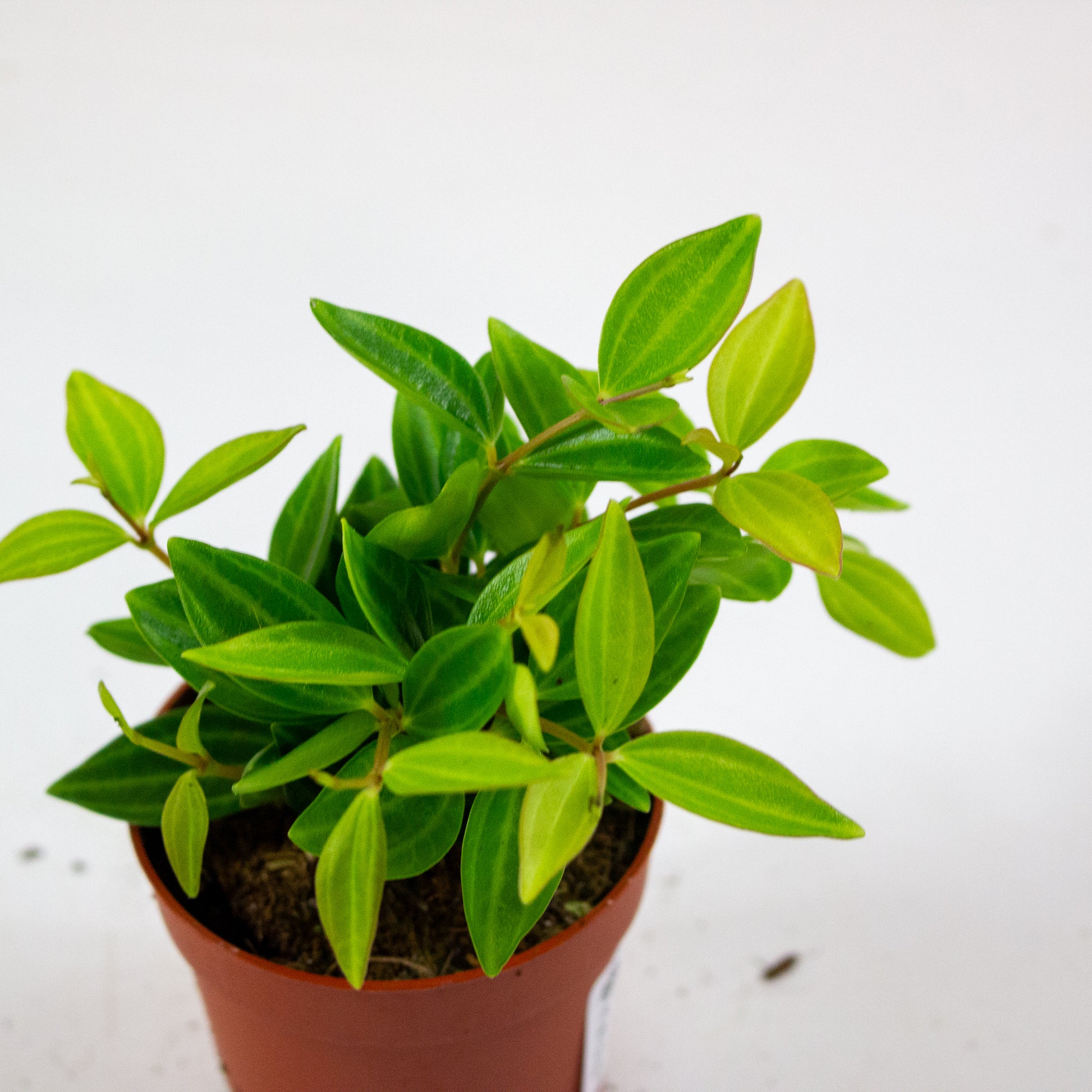 Peperomia angulata 3