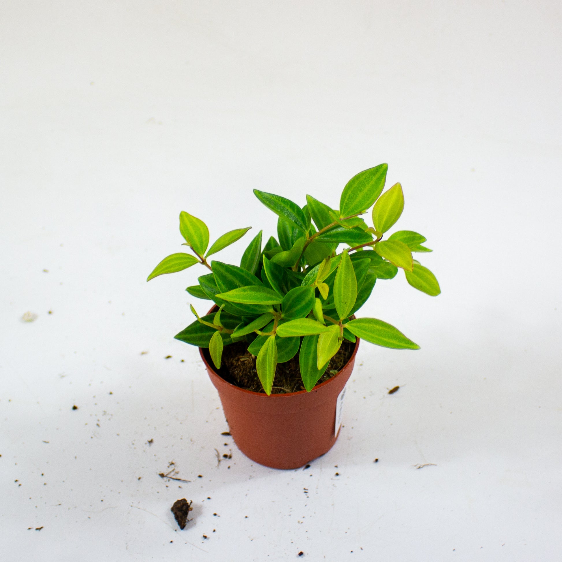 Peperomia angulata 4