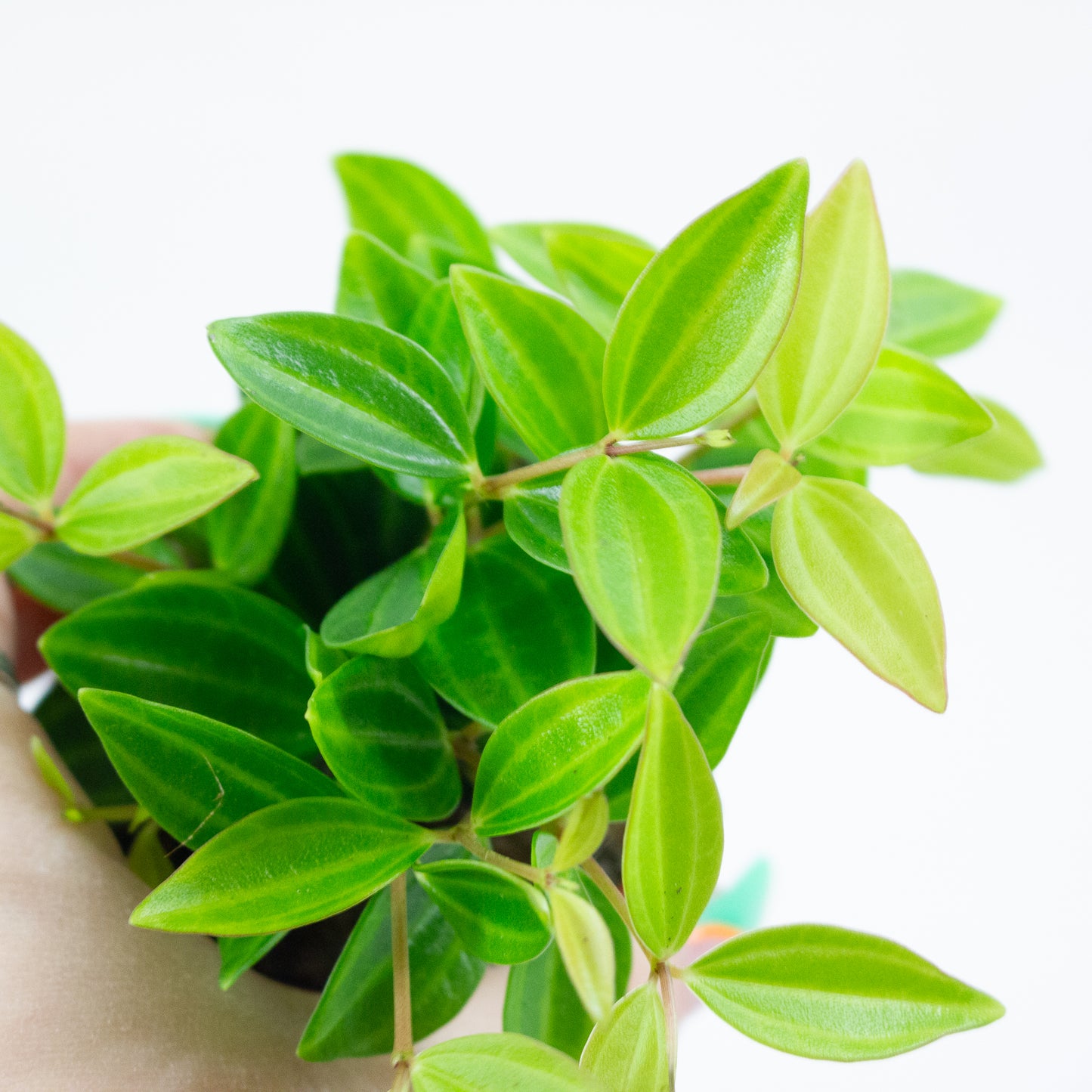 Peperomia angulata 5