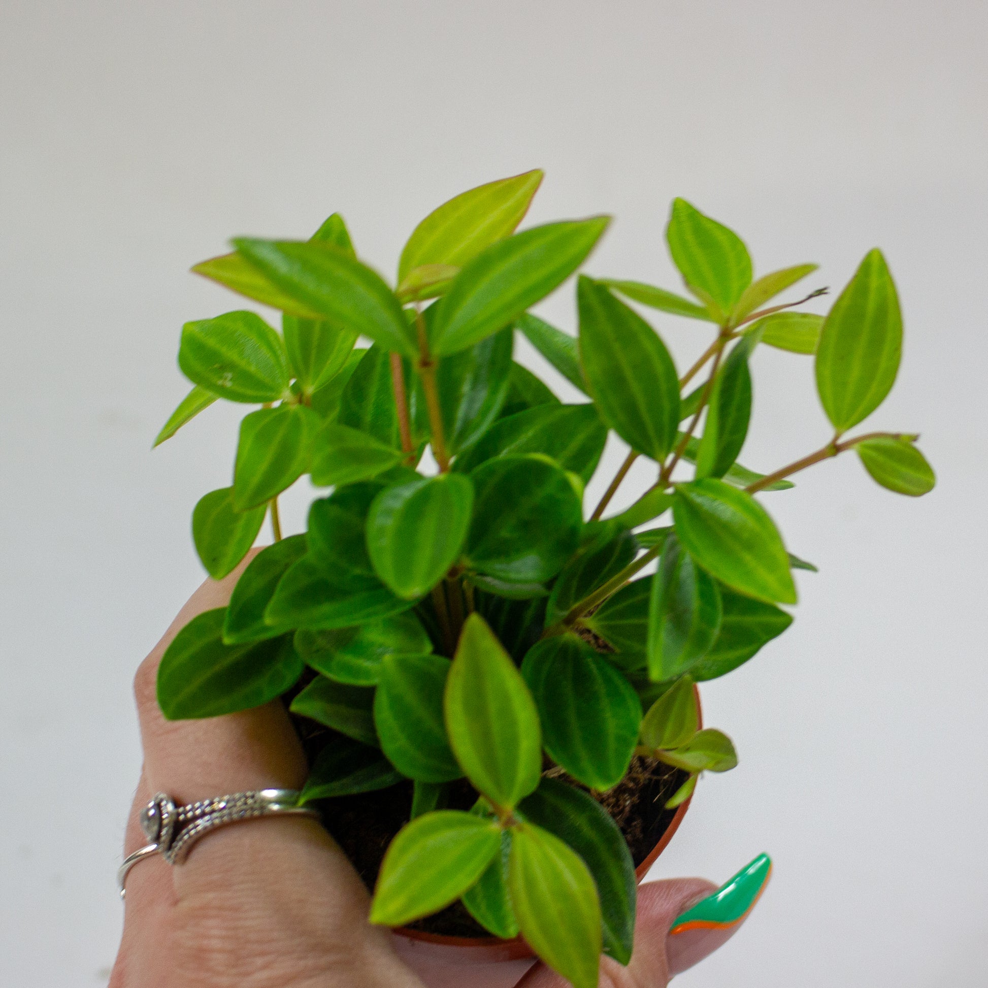 Peperomia angulata 1