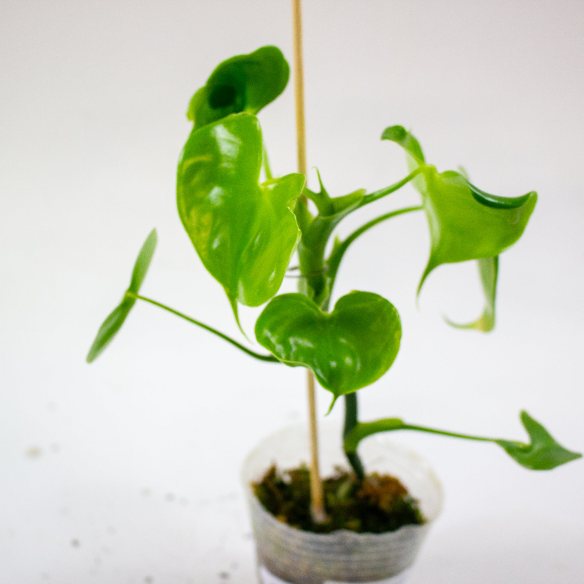 Philodendron grazielae 2