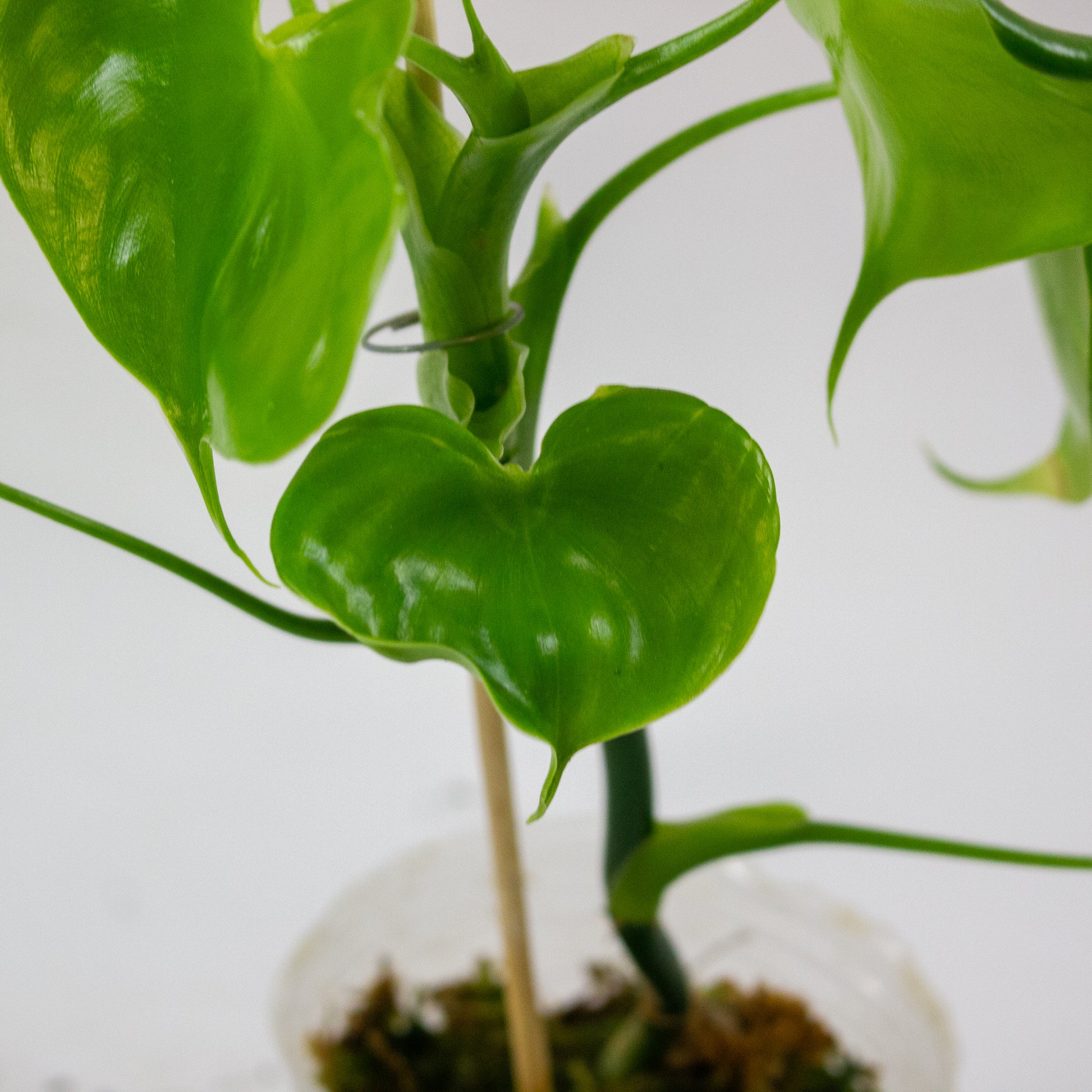 Philodendron grazielae 3