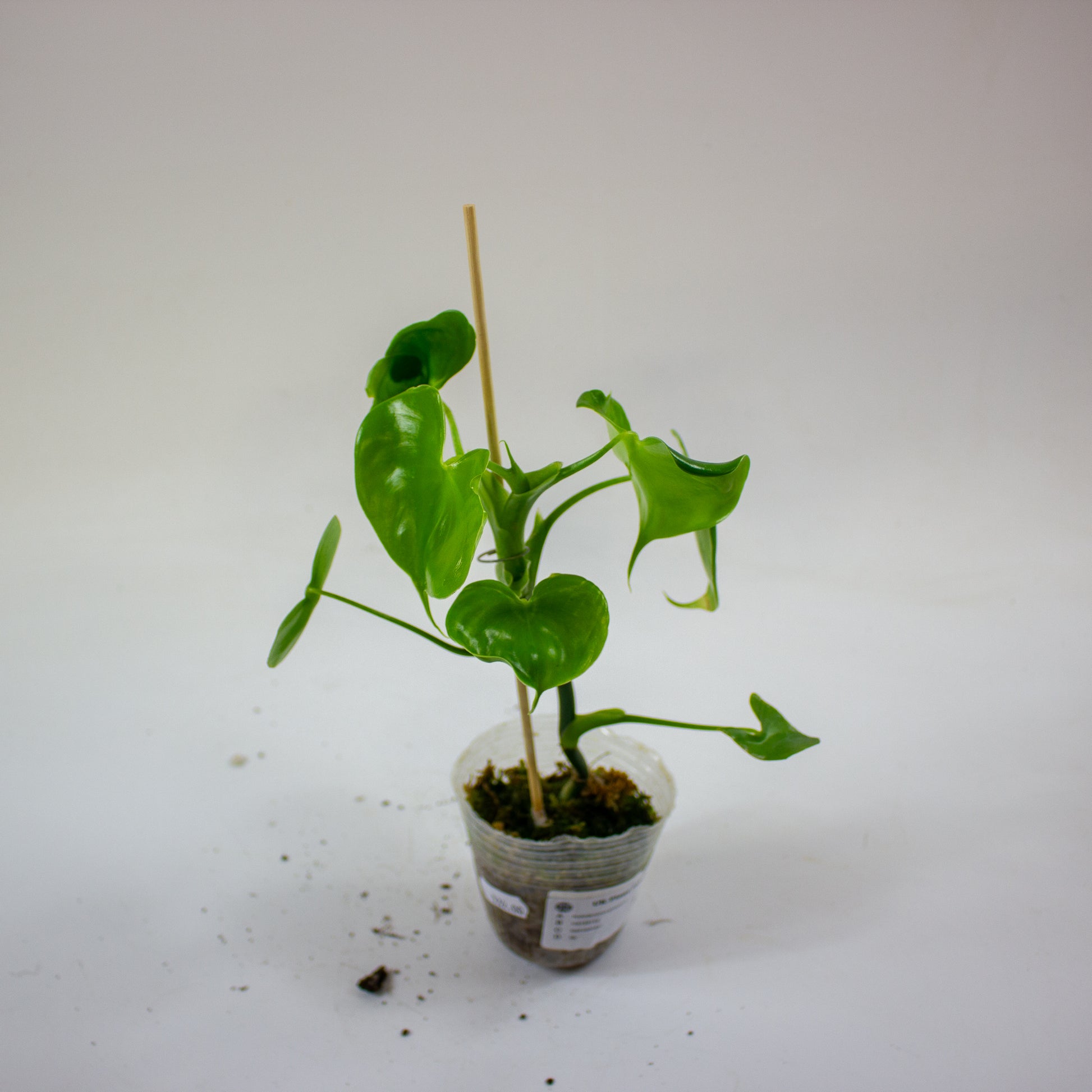 Philodendron grazielae 4