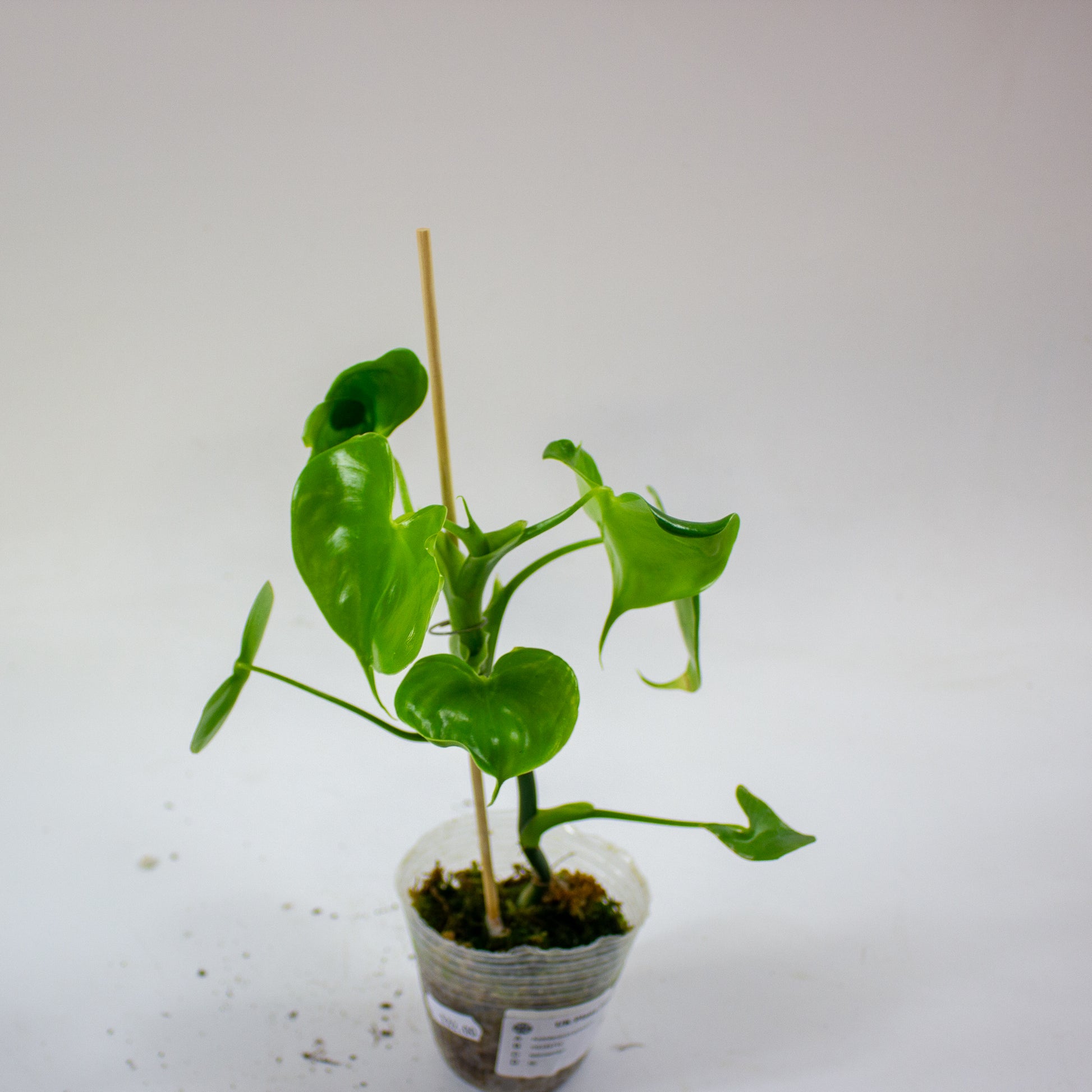 Philodendron grazielae 5