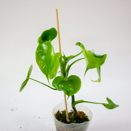 Philodendron grazielae 1