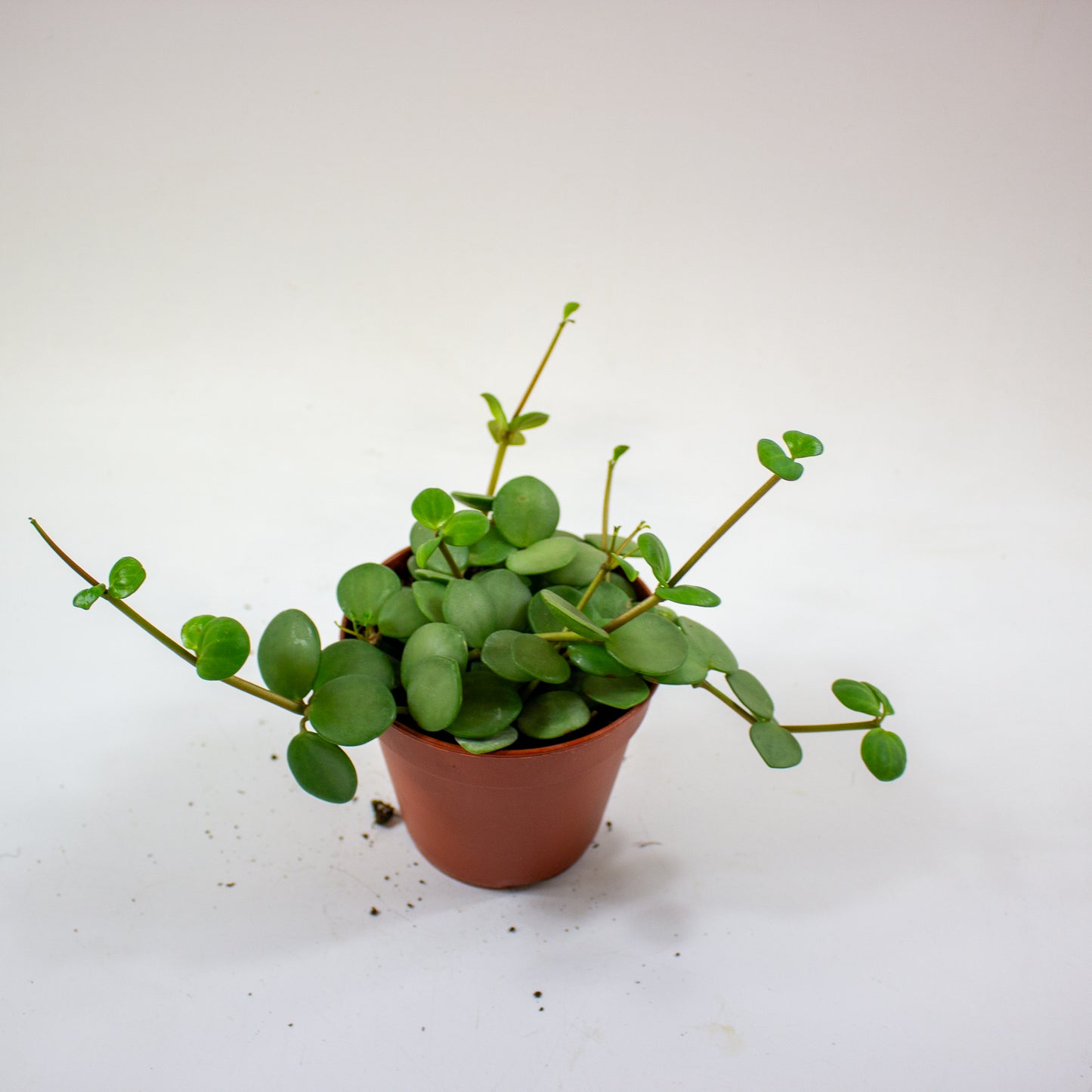 Peperomia 'Hope' 2