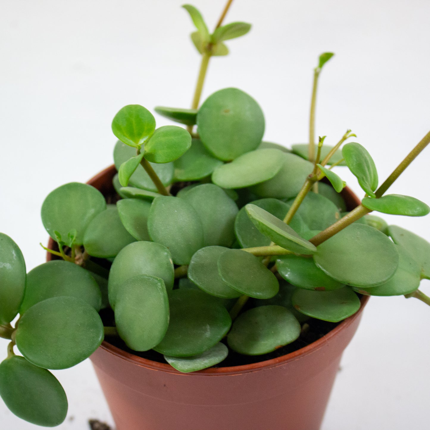 Peperomia 'Hope' 3