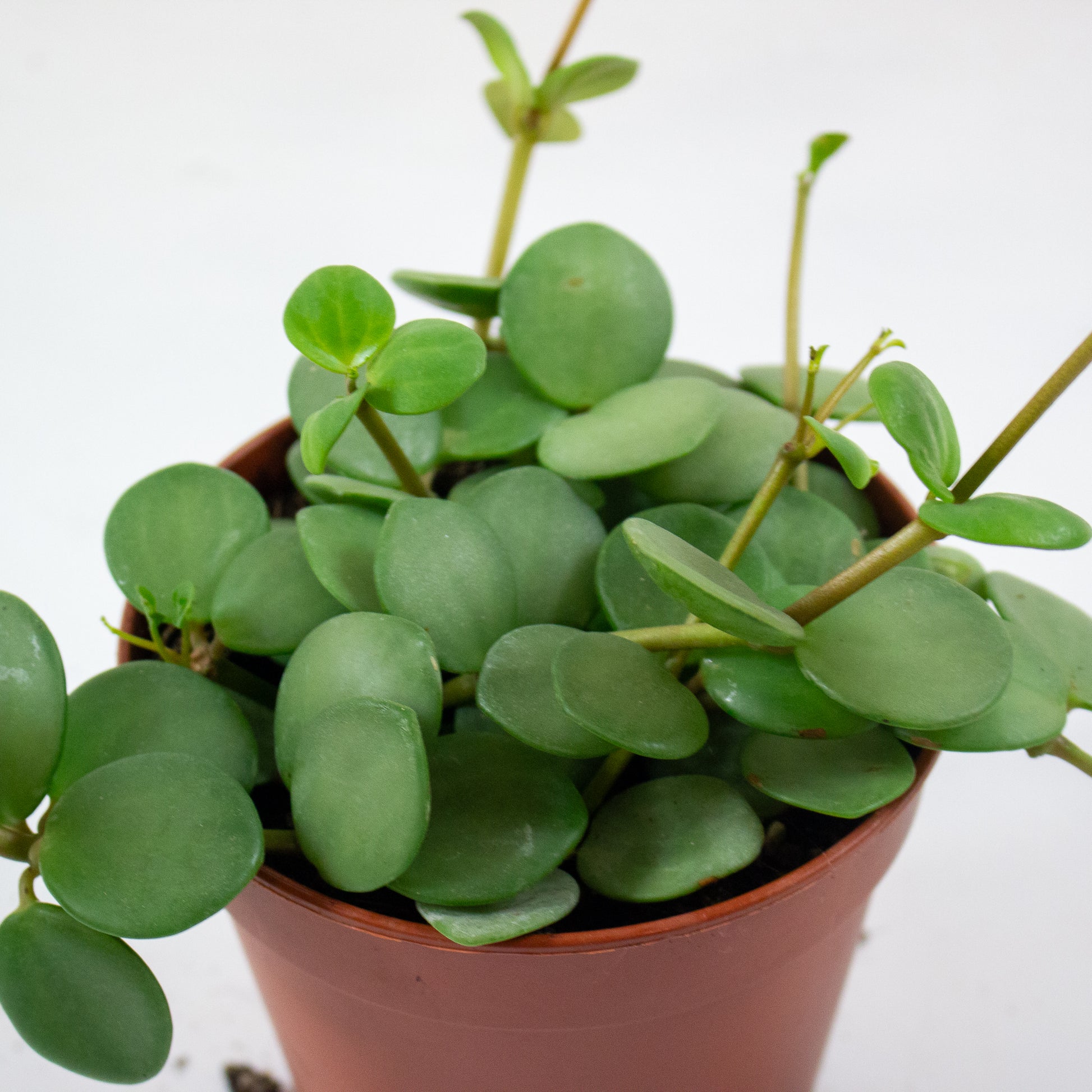 Peperomia 'Hope' 3