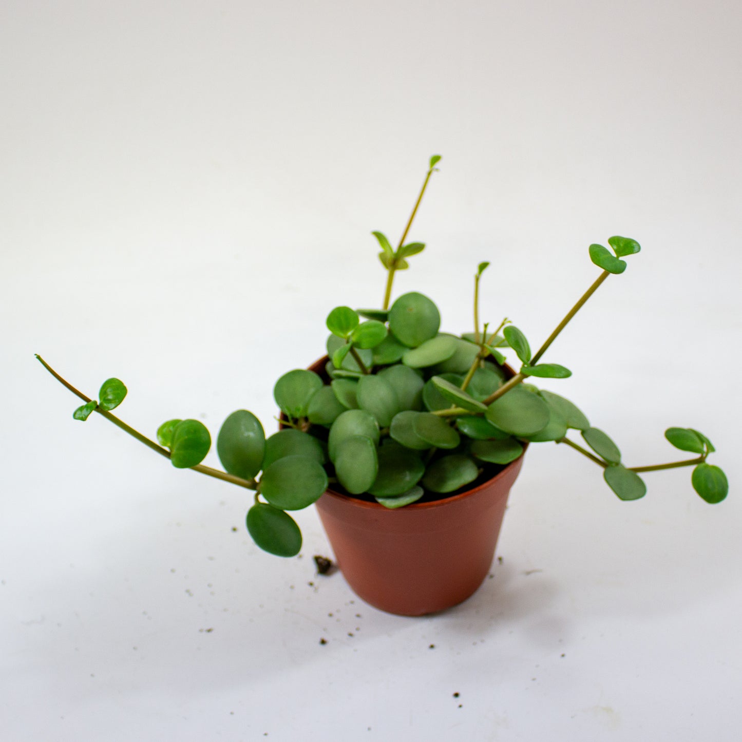 Peperomia 'Hope' 4