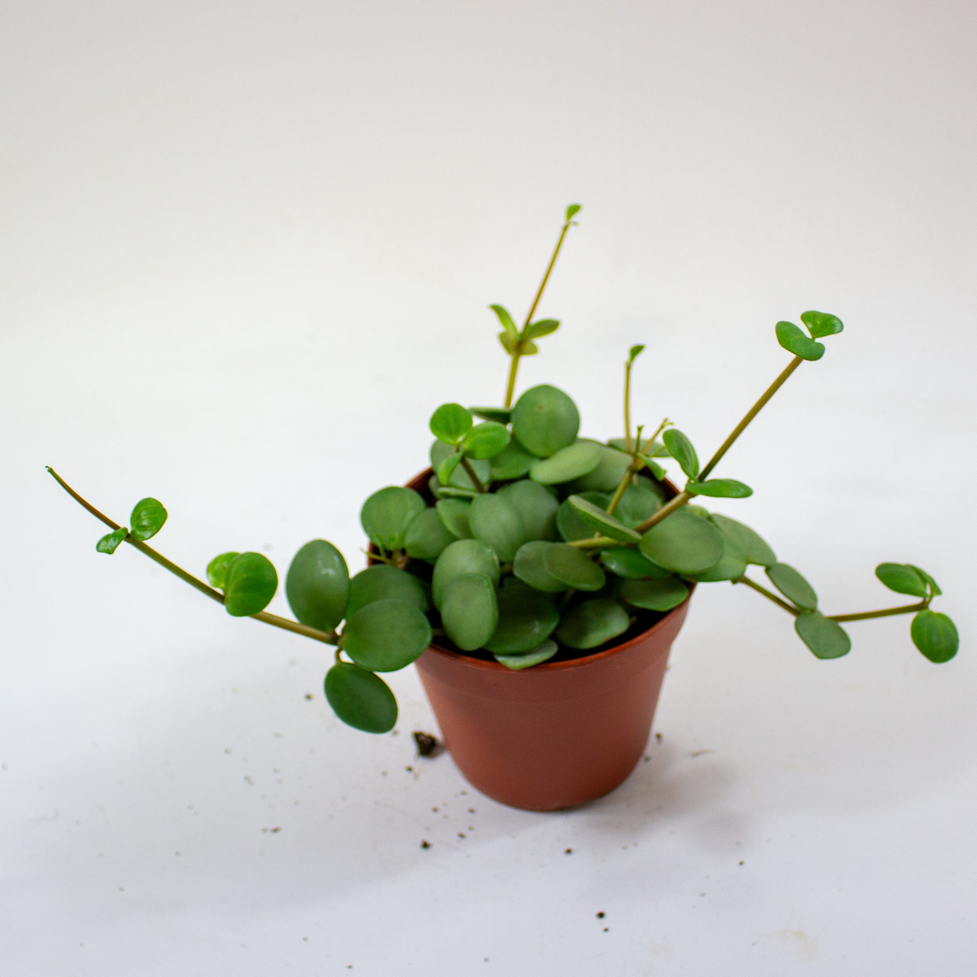 Peperomia 'Hope' 4