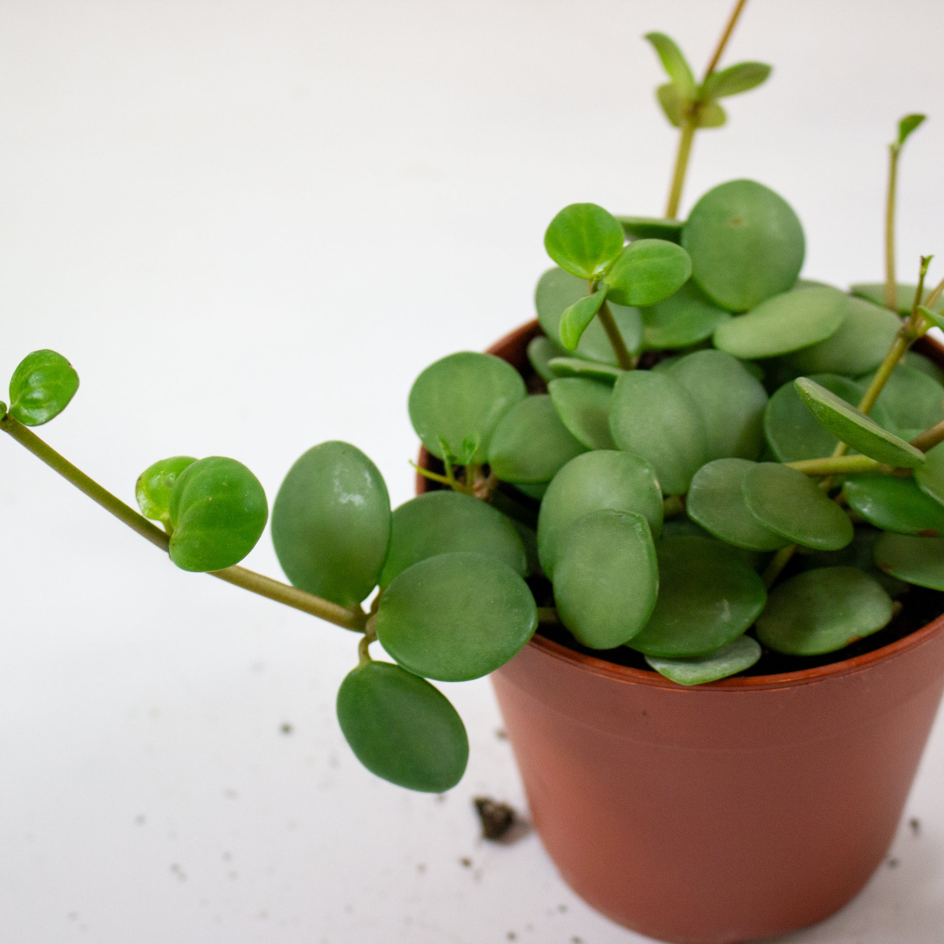 Peperomia 'Hope' 1