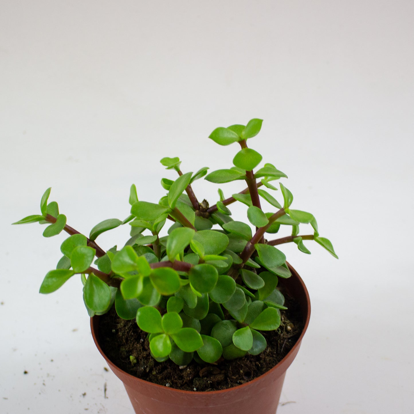 Portulacaria hybrid 2
