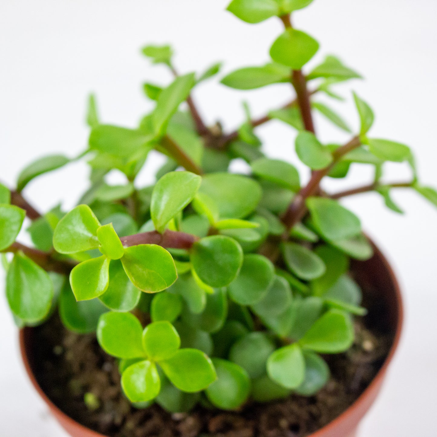 Portulacaria hybrid 3
