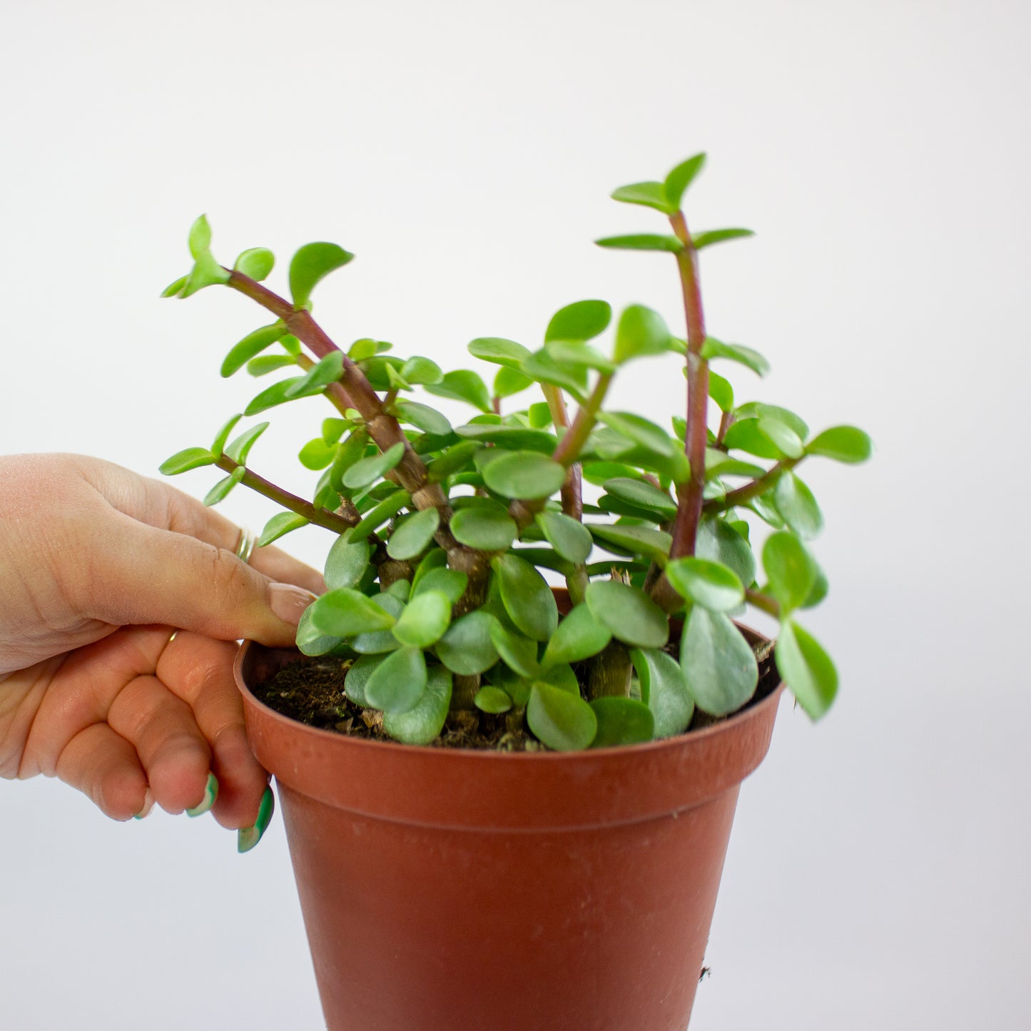 Portulacaria hybrid 4