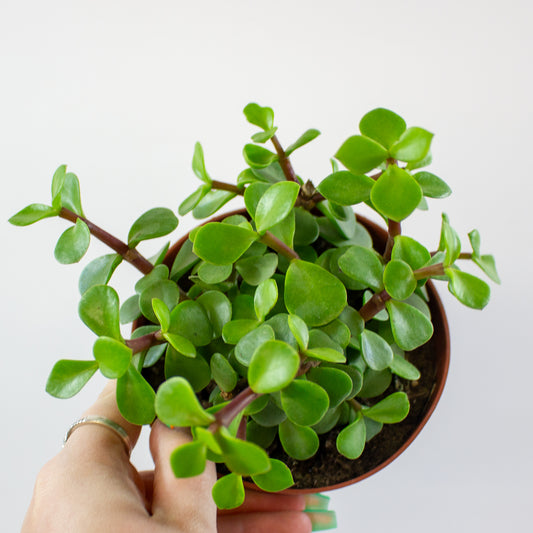 Portulacaria hybrid 1