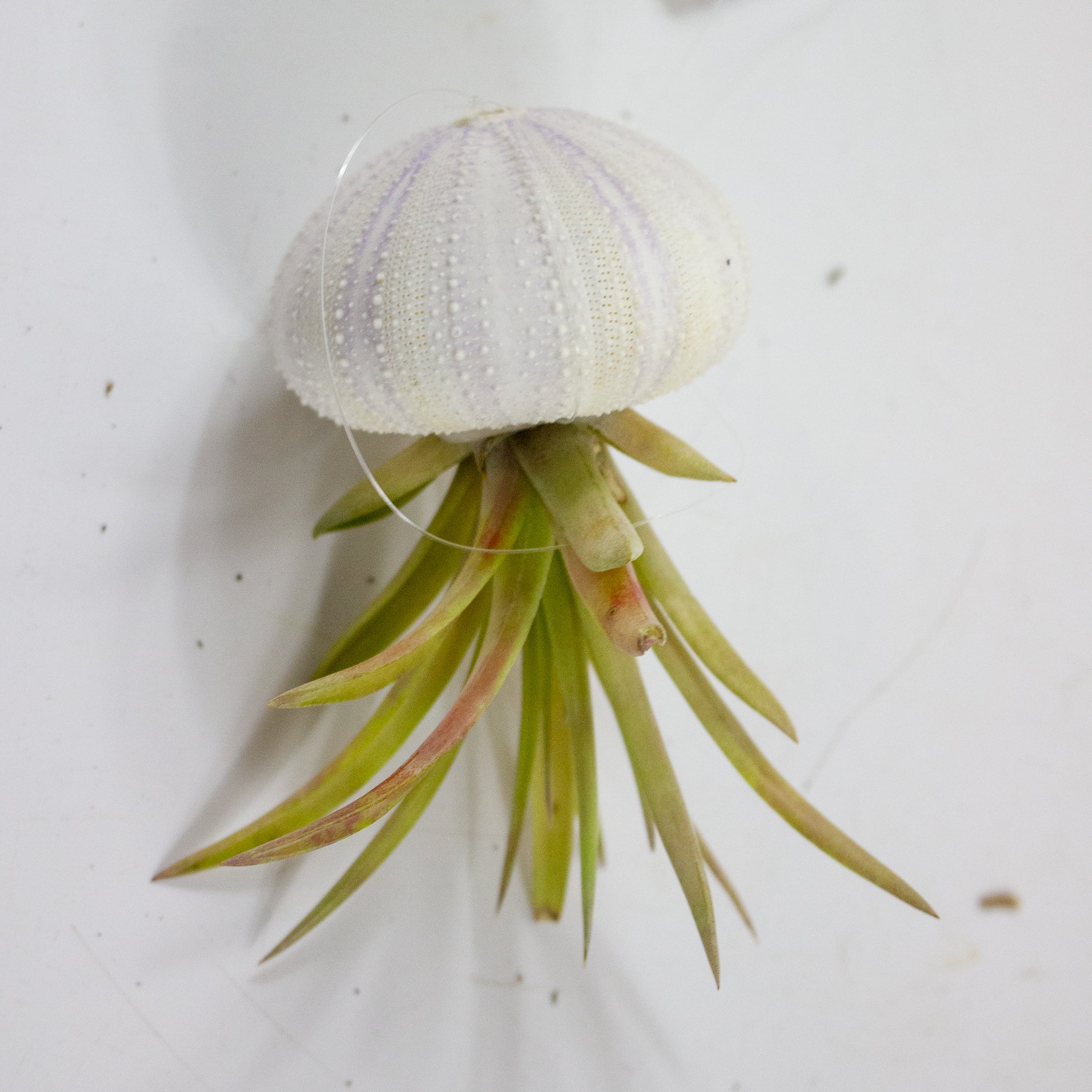 Tillandsia with shell 3