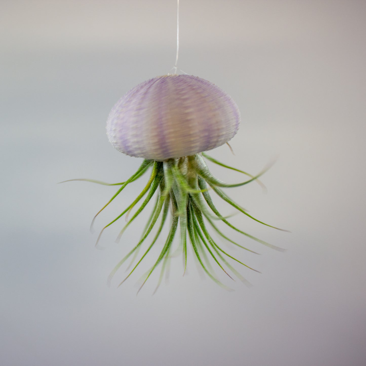 Tillandsia with shell 4