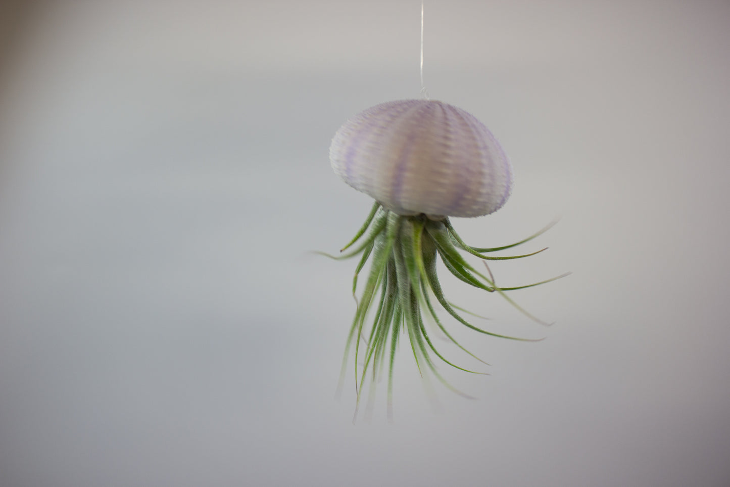 Tillandsia with shell 1