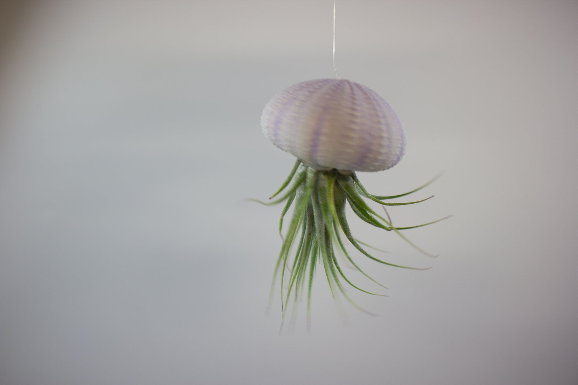 Tillandsia with shell 1