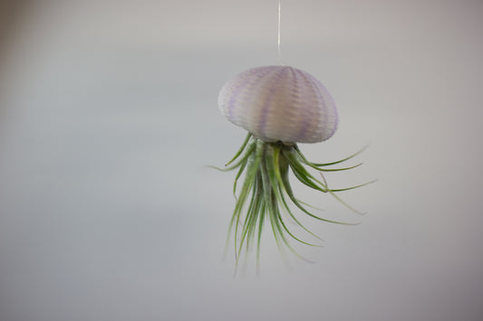Tillandsia with shell 1