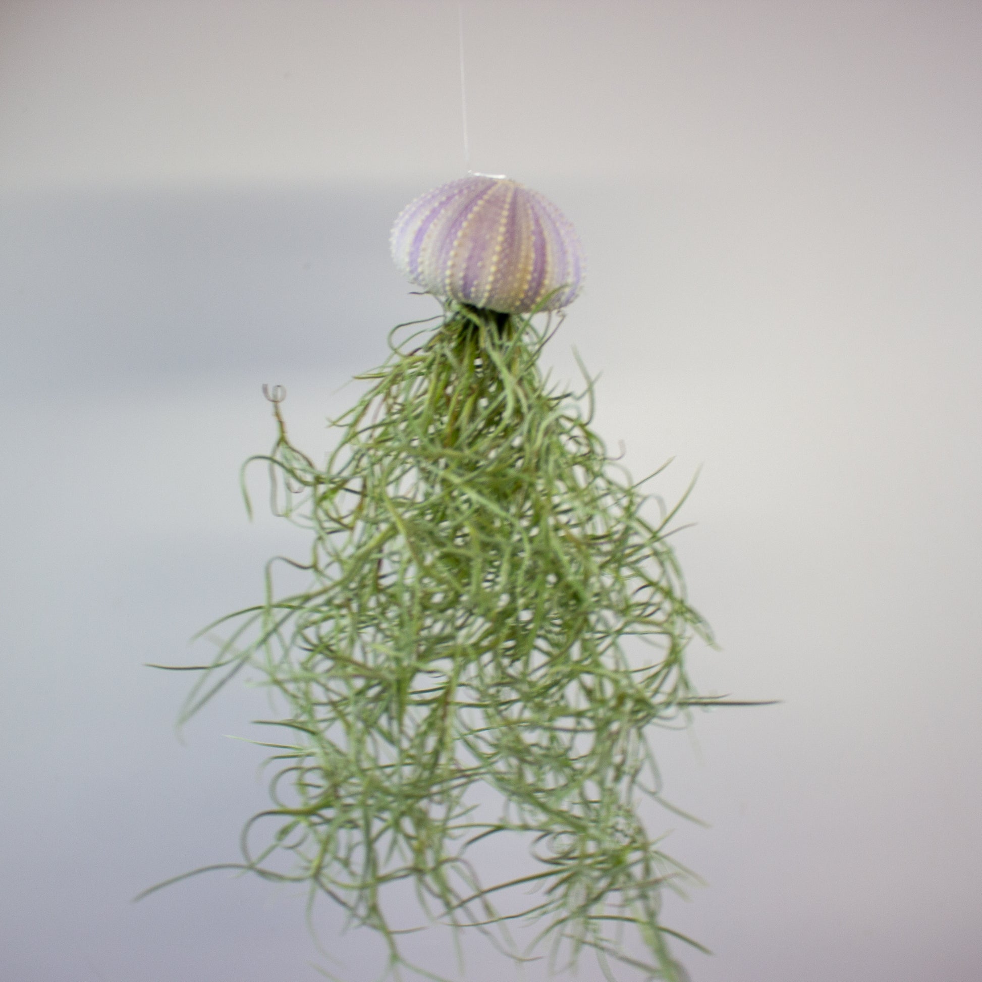 Tillandsia with shell 5