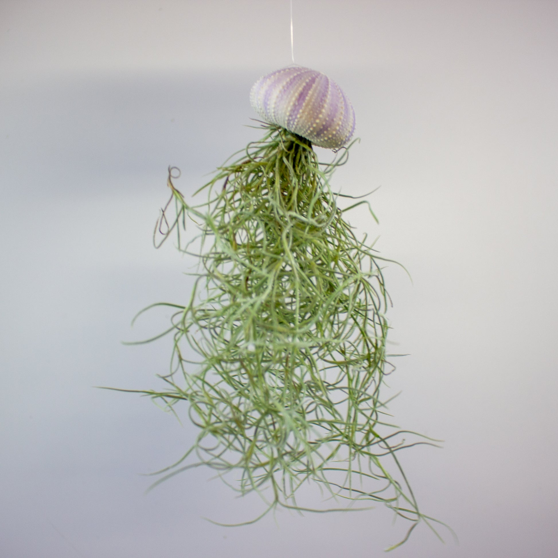 Tillandsia with shell 6