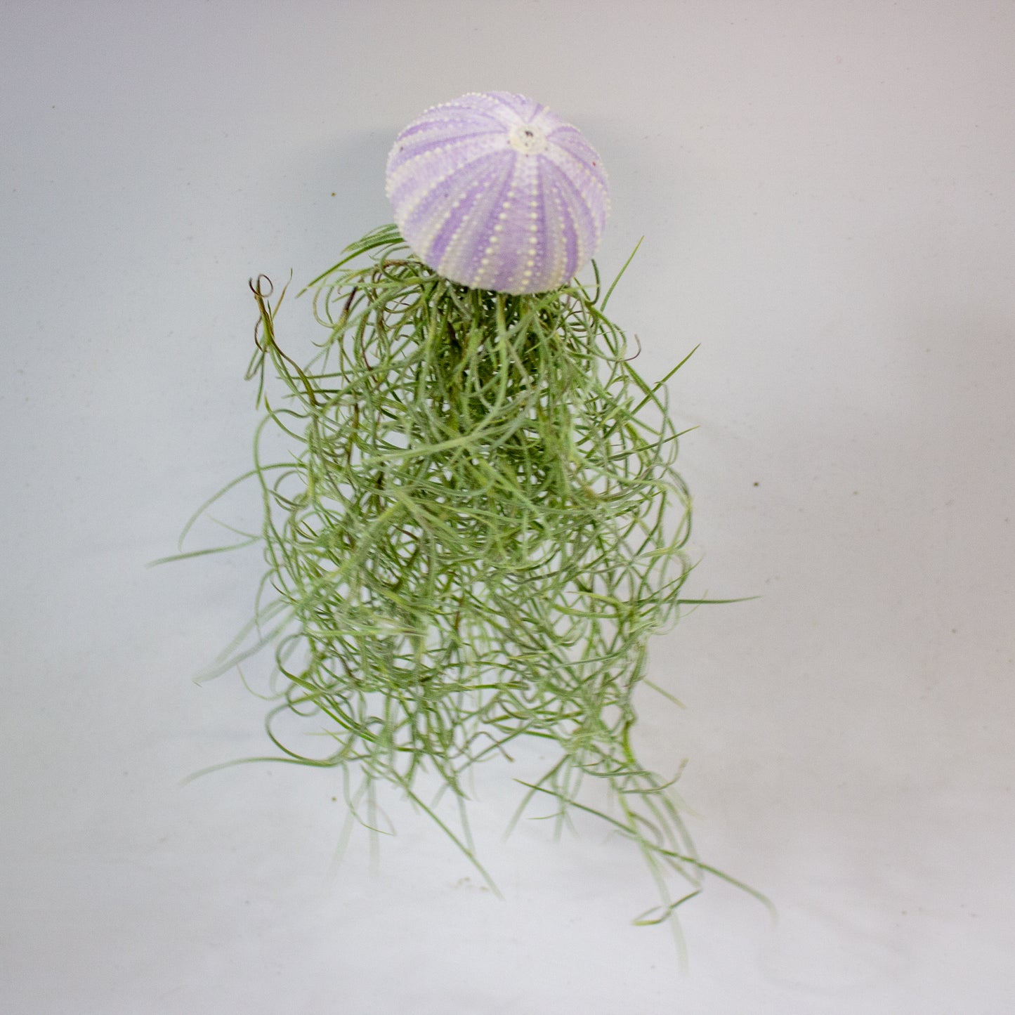 Tillandsia with shell 7