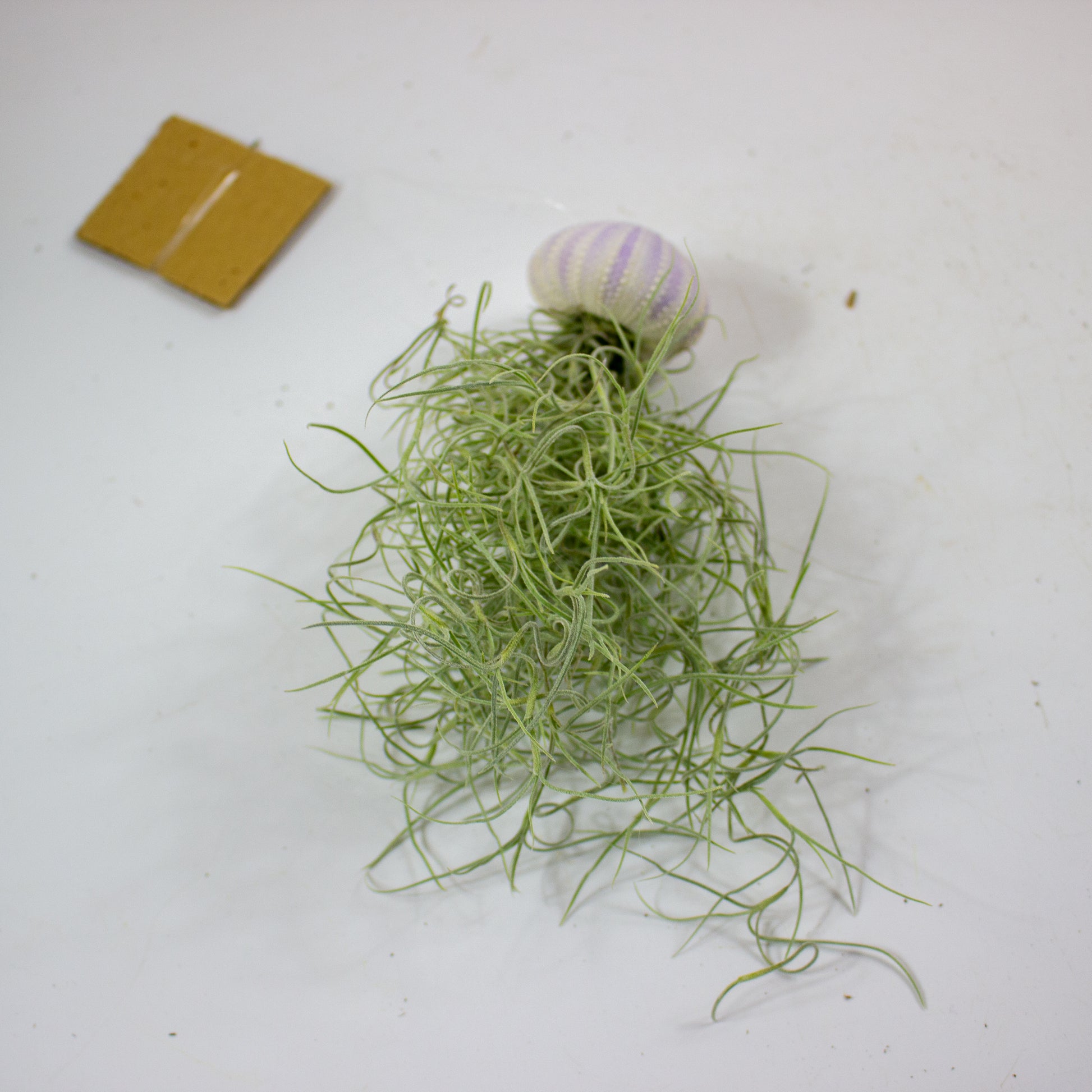 Tillandsia with shell 2