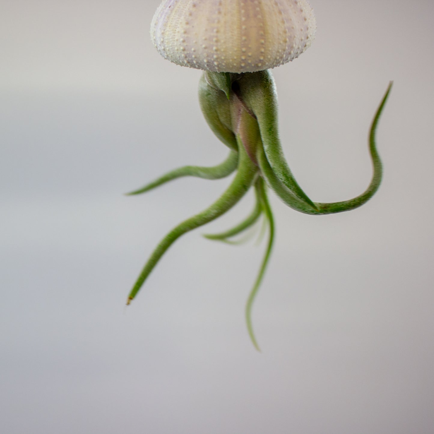 Tillandsia with shell 8