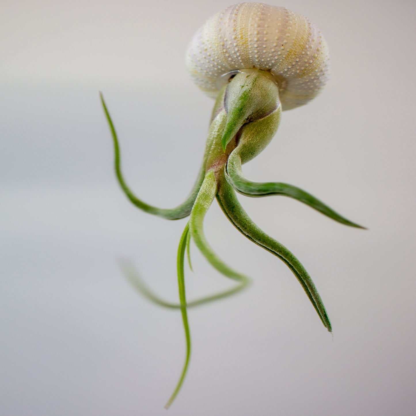 Tillandsia with shell 9