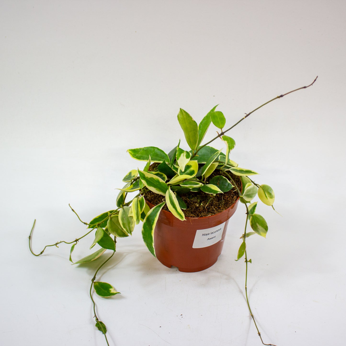 Hoya Lacunosa Asami 3