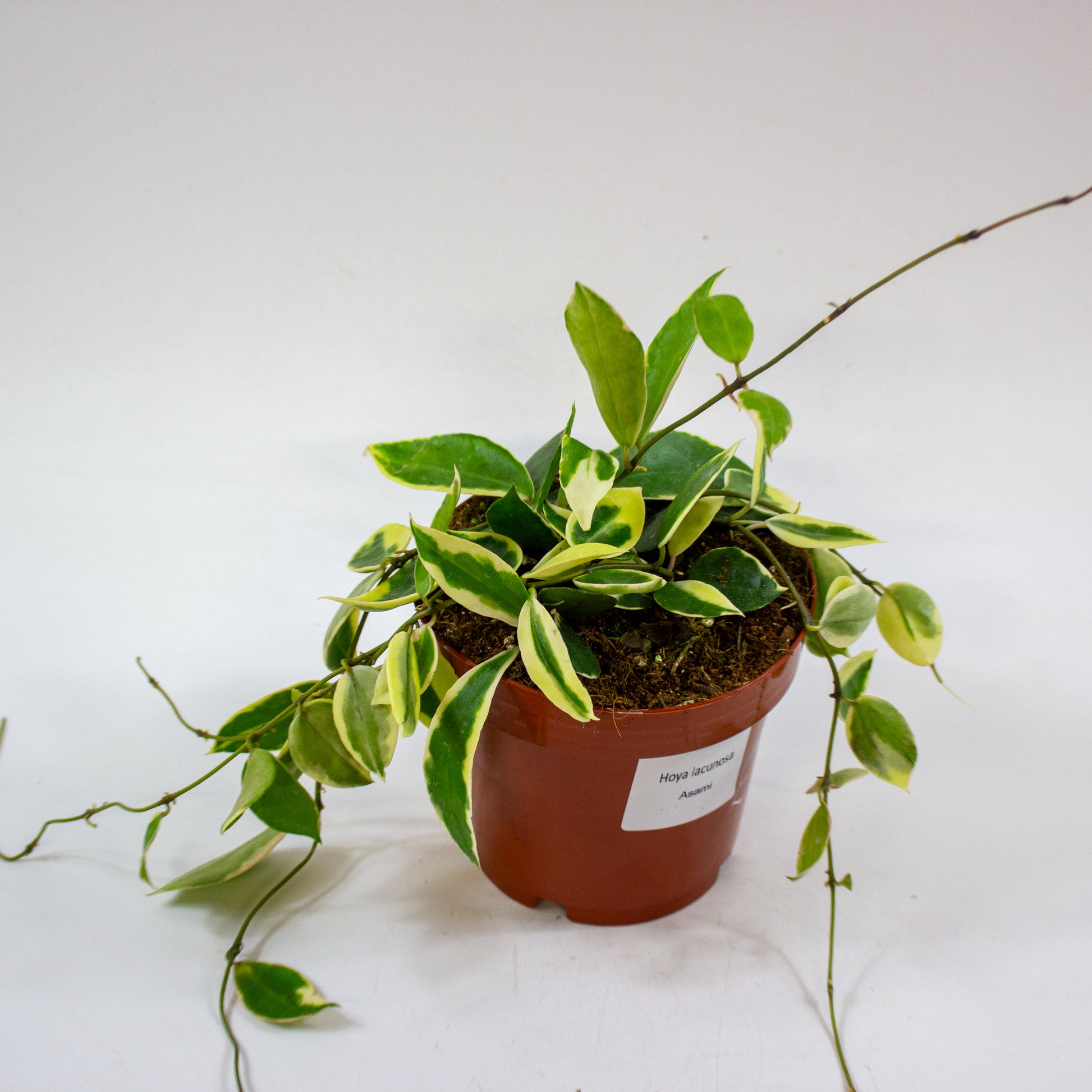 Hoya Lacunosa Asami 4