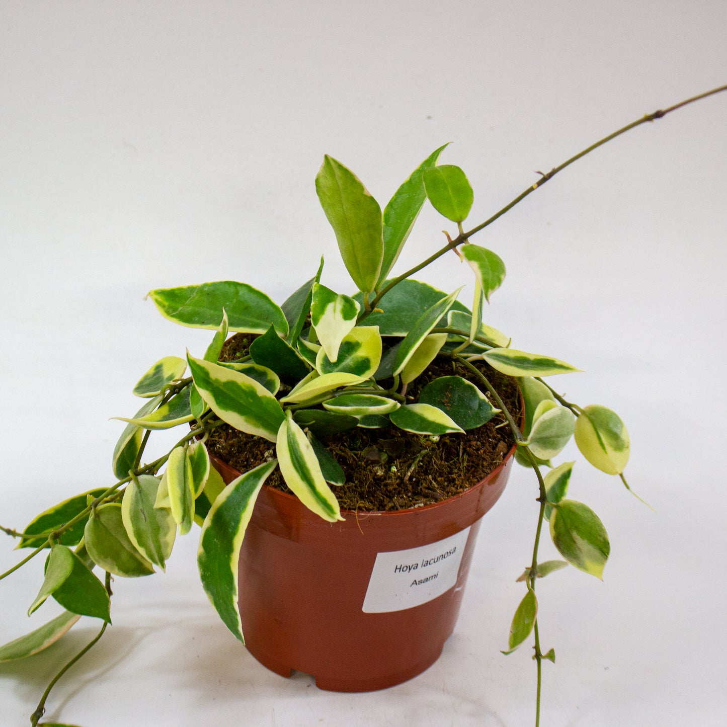 Hoya Lacunosa Asami 5
