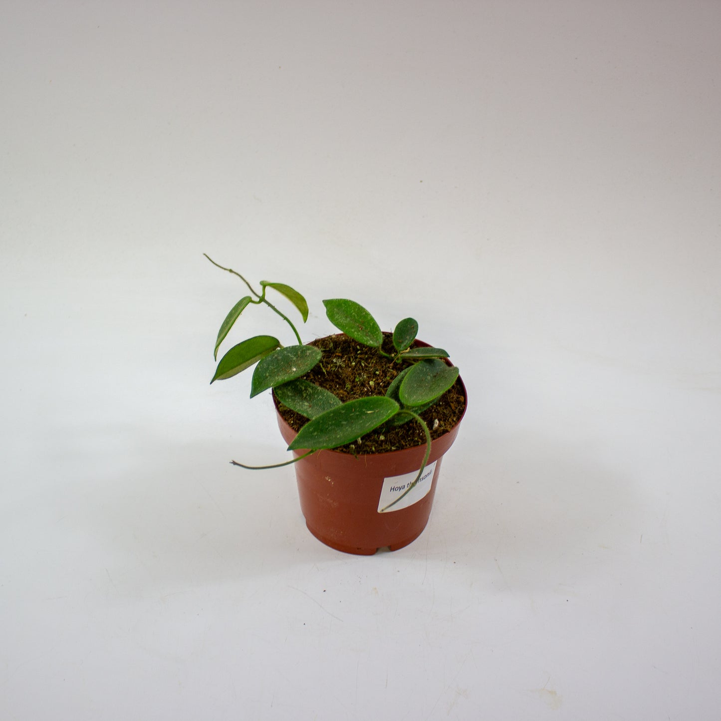 Hoya Thomsonii 2