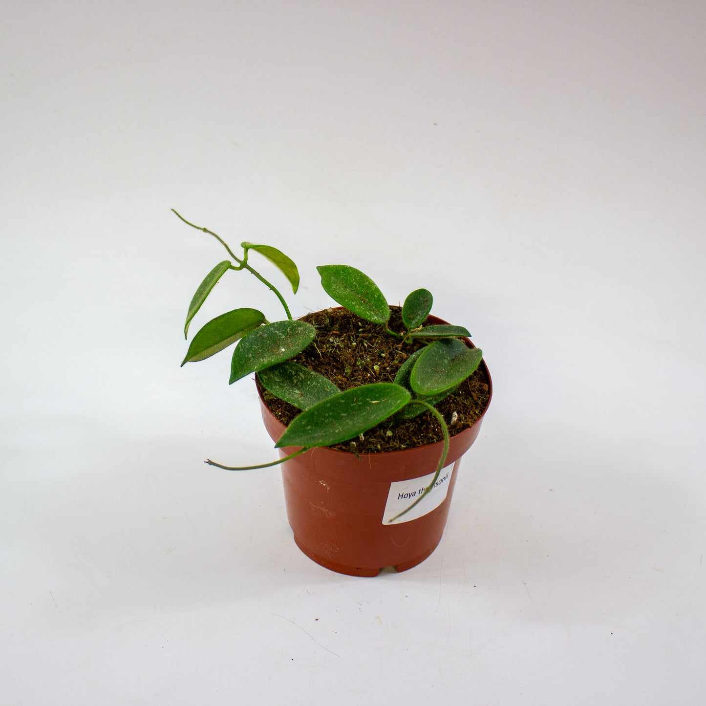Hoya Thomsonii 3