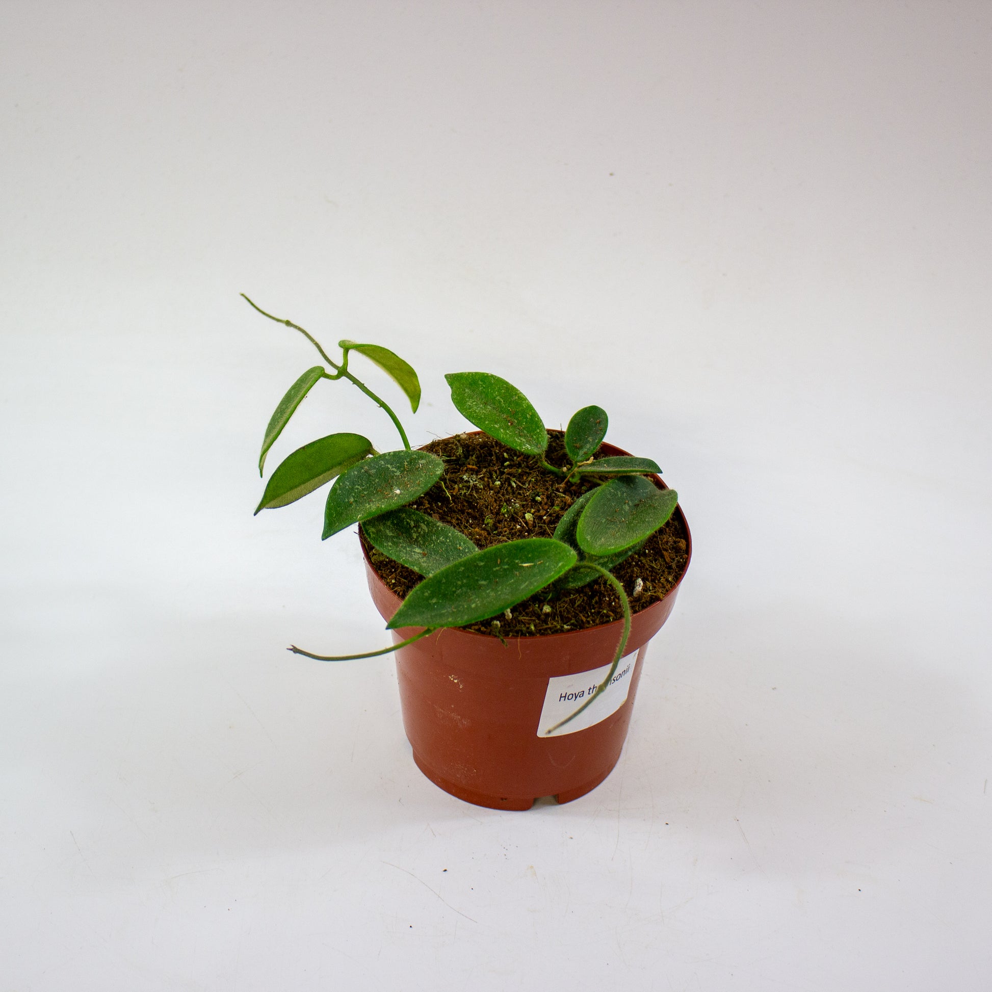 Hoya Thomsonii 3