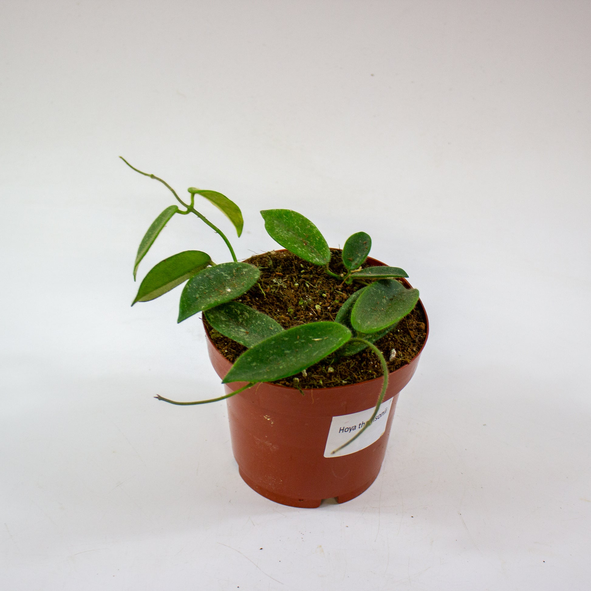 Hoya Thomsonii 4