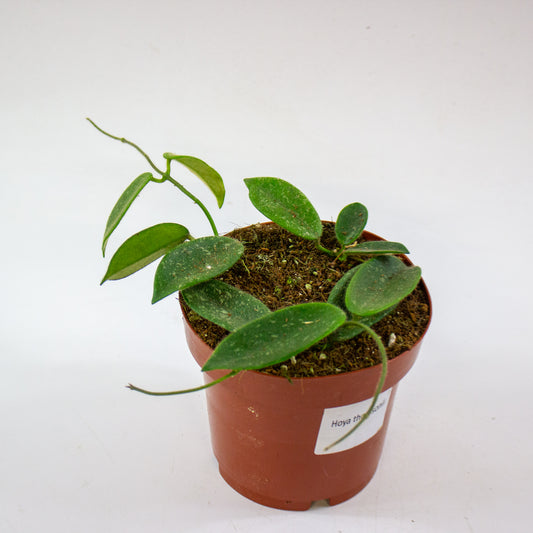 Hoya Thomsonii 12cm H10cm