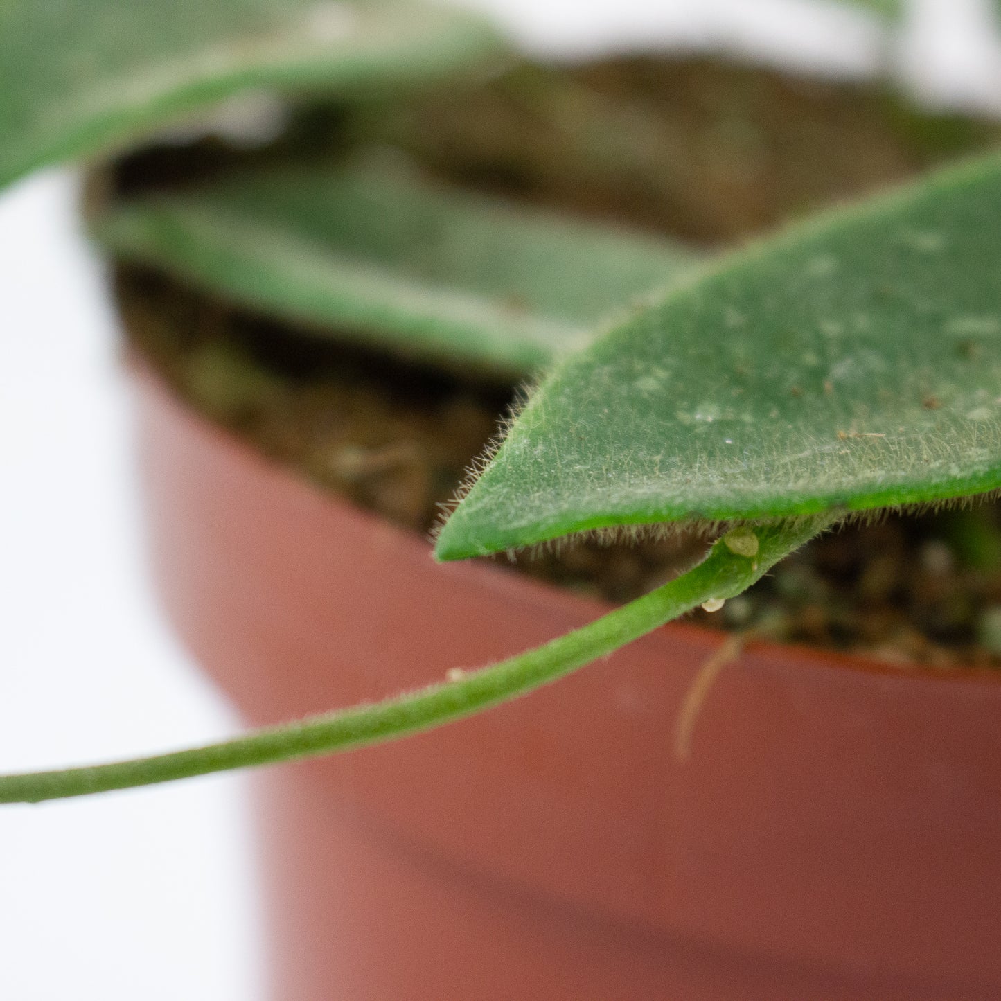 Hoya Thomsonii 6