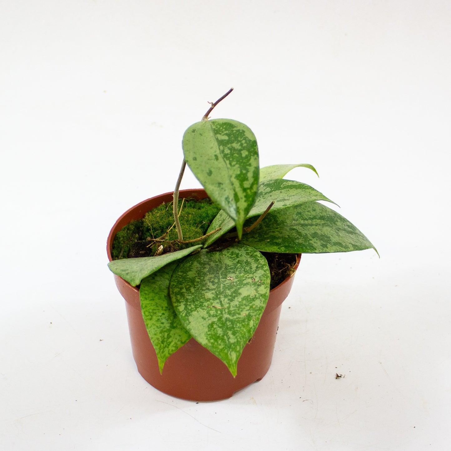 Hoya Verticillata Nganjuk 2