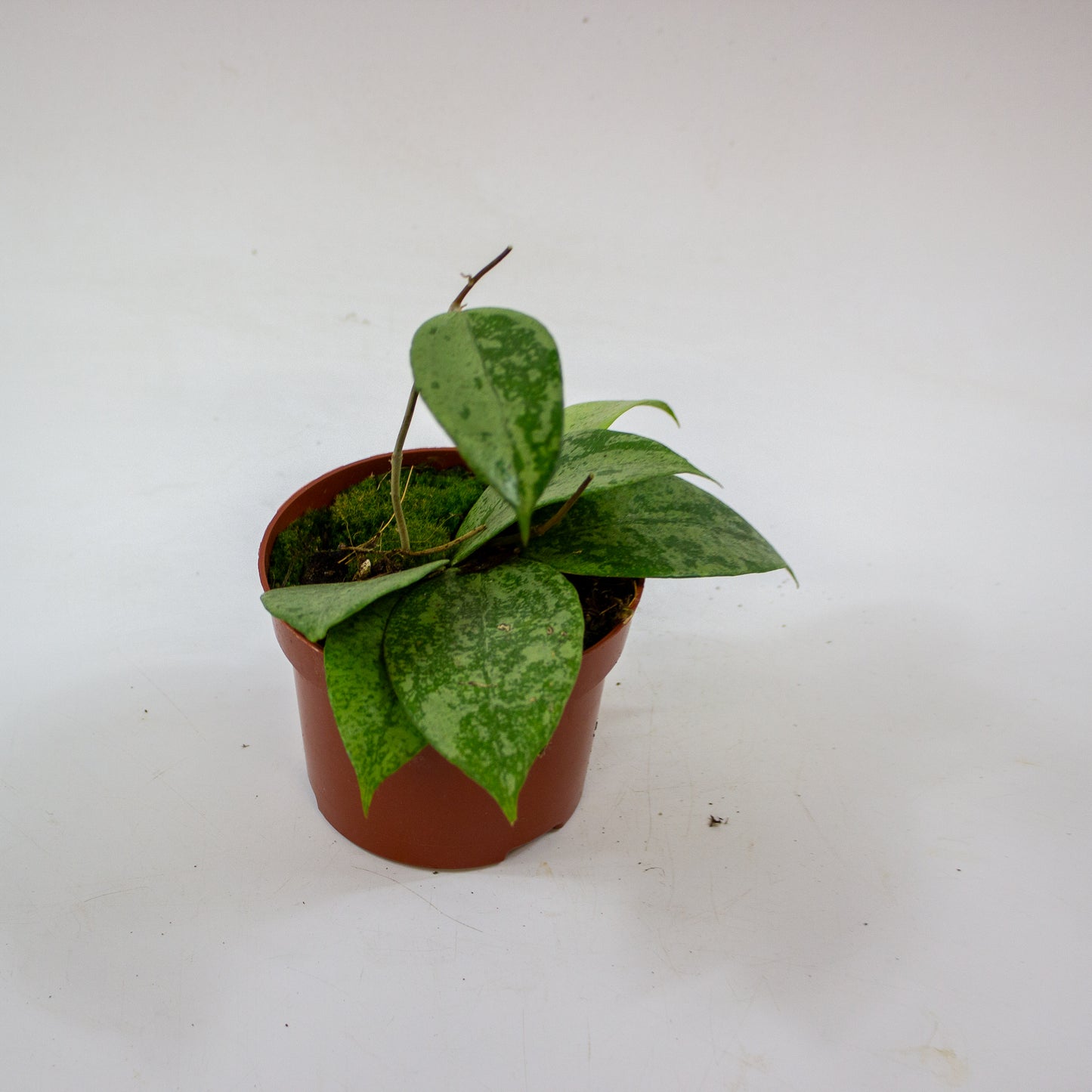 Hoya Verticillata Nganjuk 3
