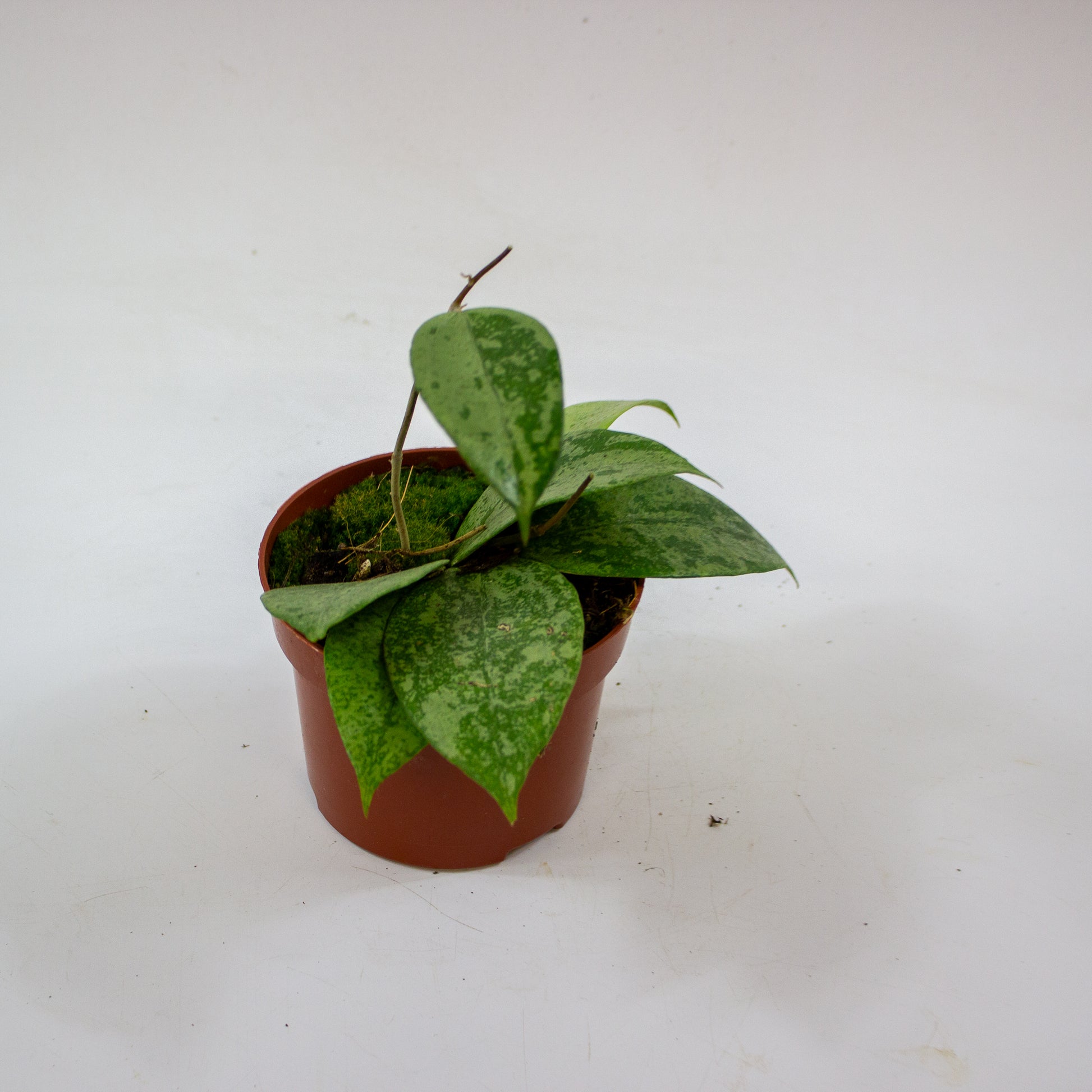 Hoya Verticillata Nganjuk 3