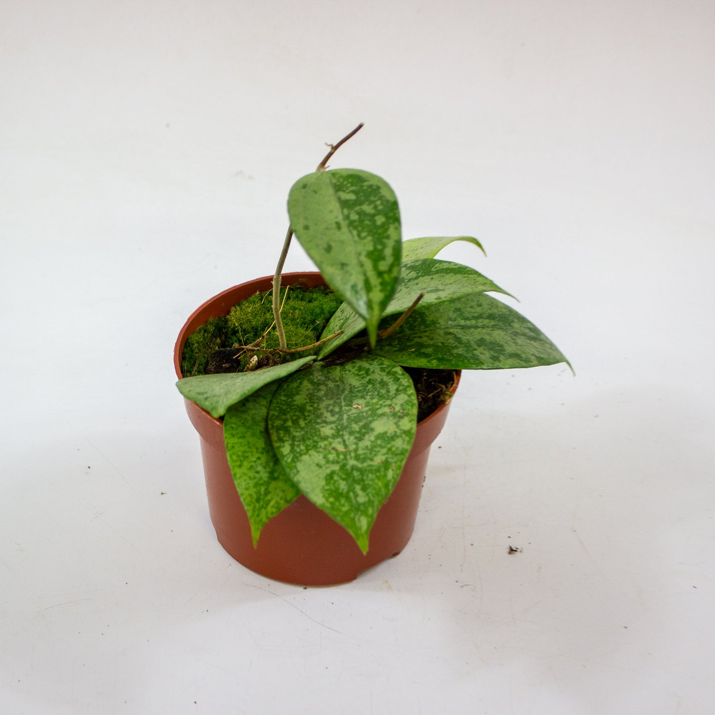 Hoya Verticillata Nganjuk 4