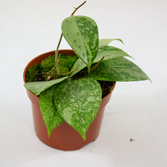 Hoya Verticillata Nganjuk 1