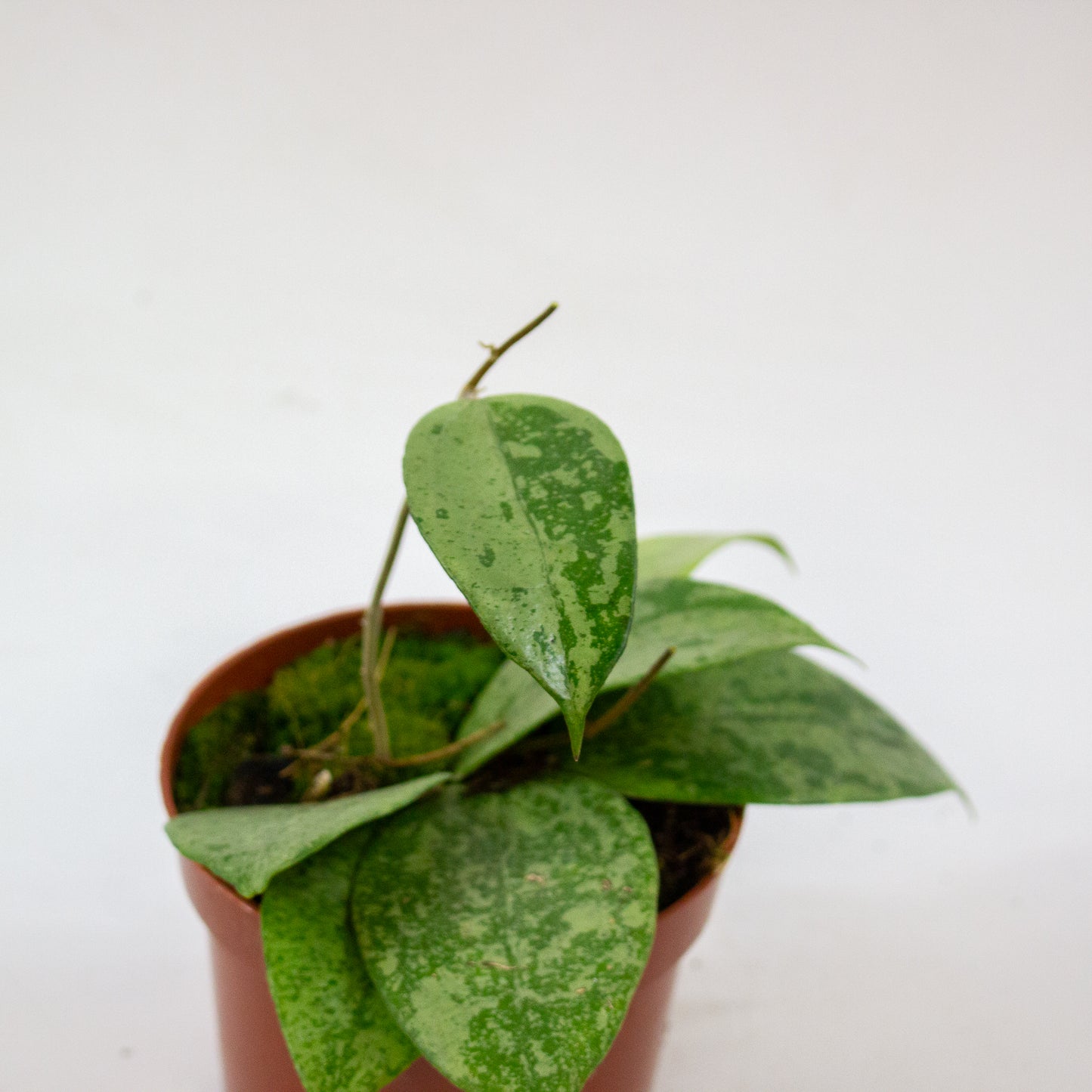 Hoya Verticillata Nganjuk 5