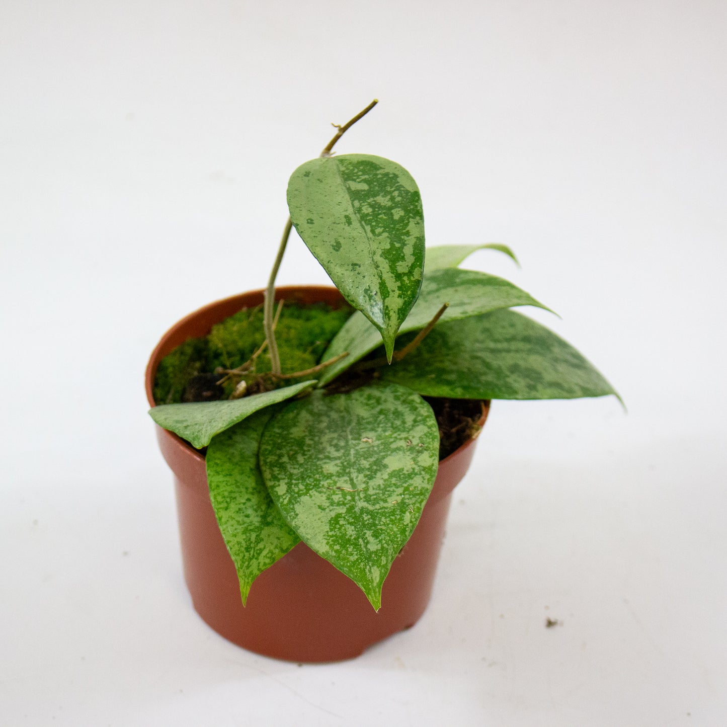 Hoya Verticillata Nganjuk 6