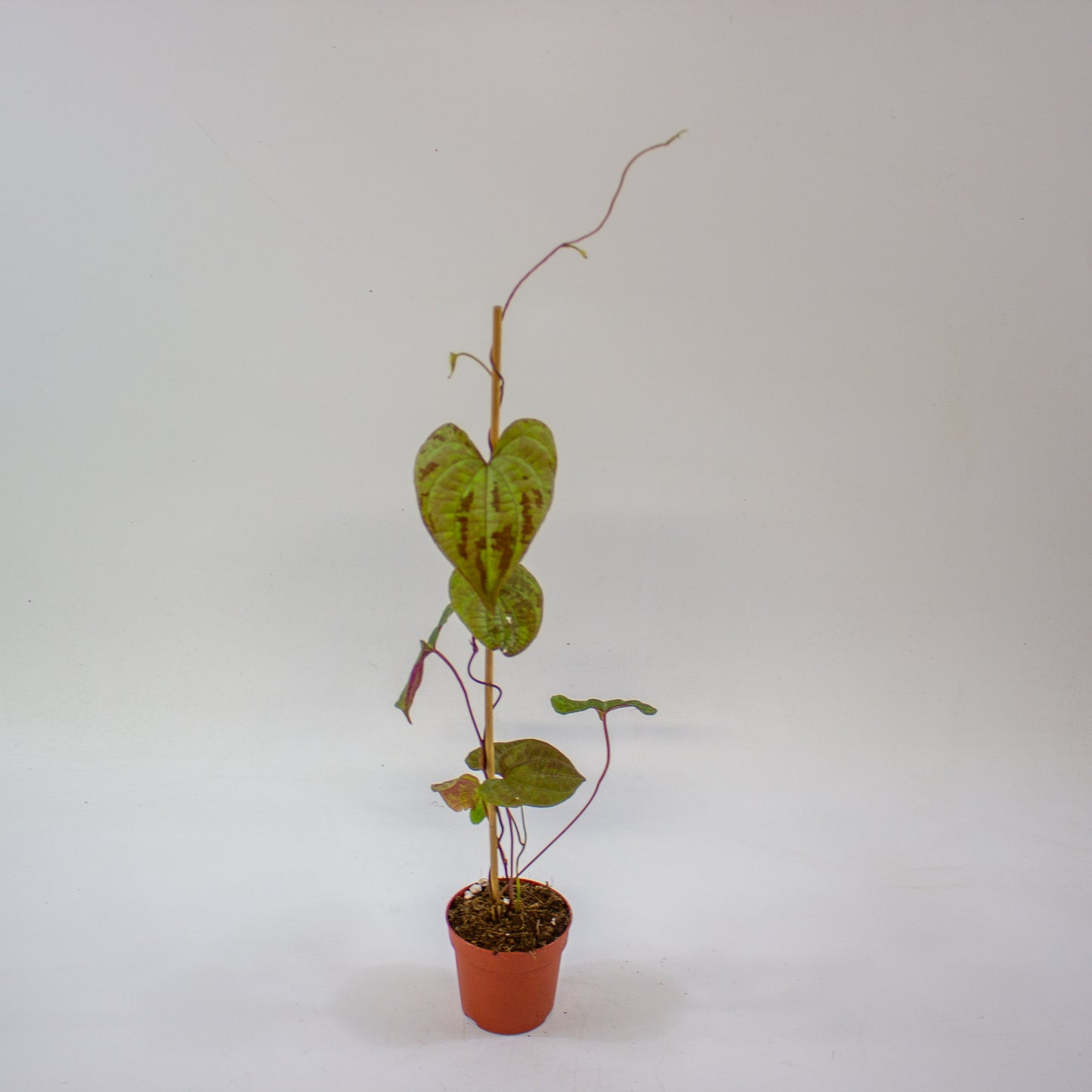 Dioscorea discolor 4