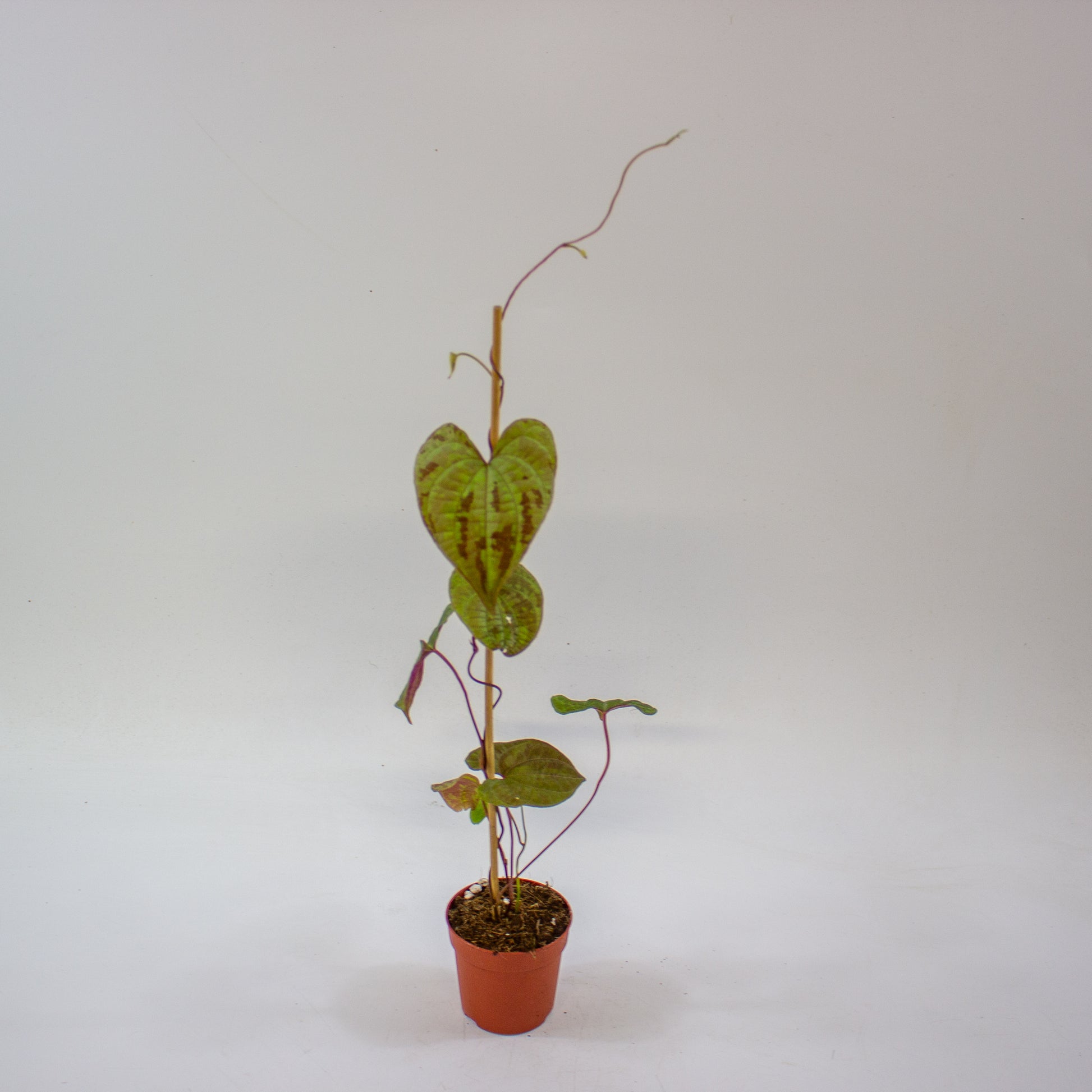 Dioscorea discolor 4