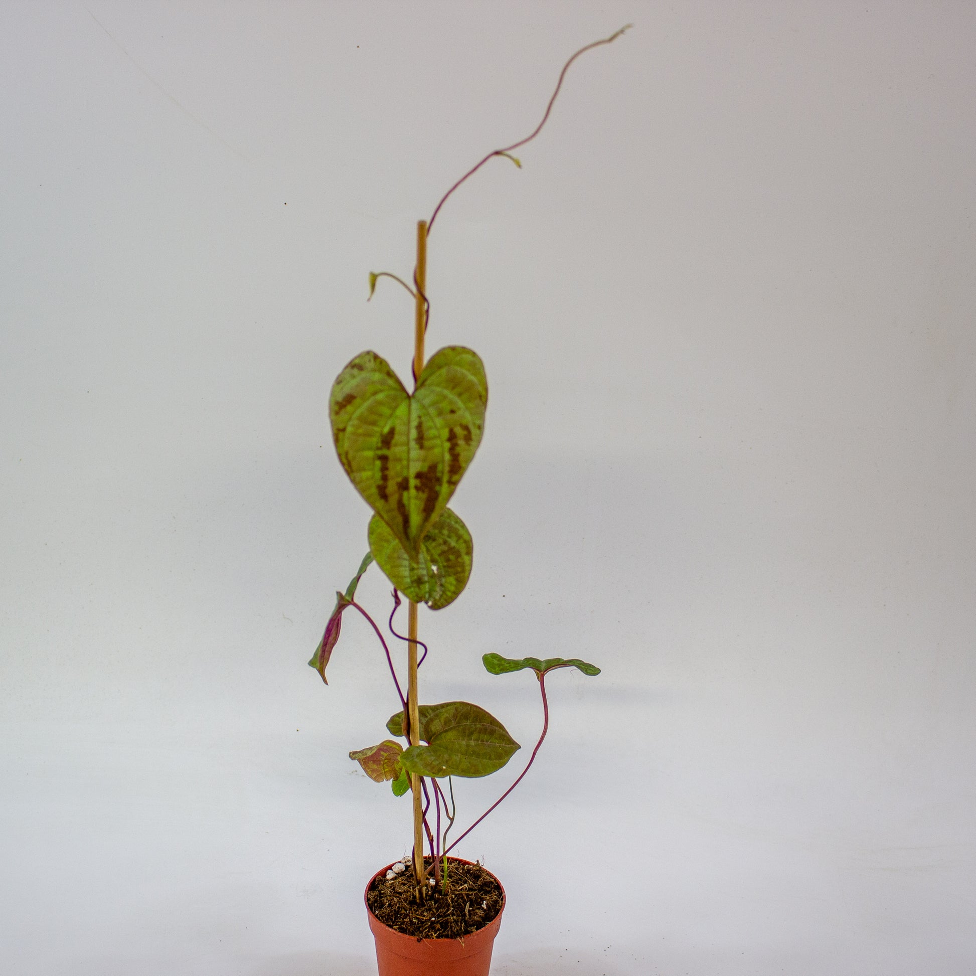 Dioscorea discolor 6